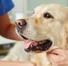 dog at vet - pet insurance