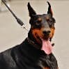 Leash training is important for pet travel