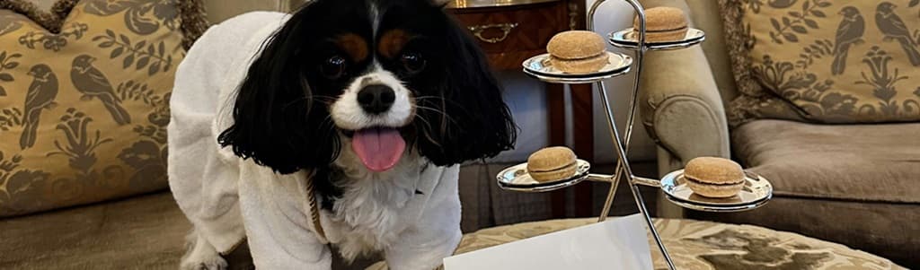 pet friendly hotel guest