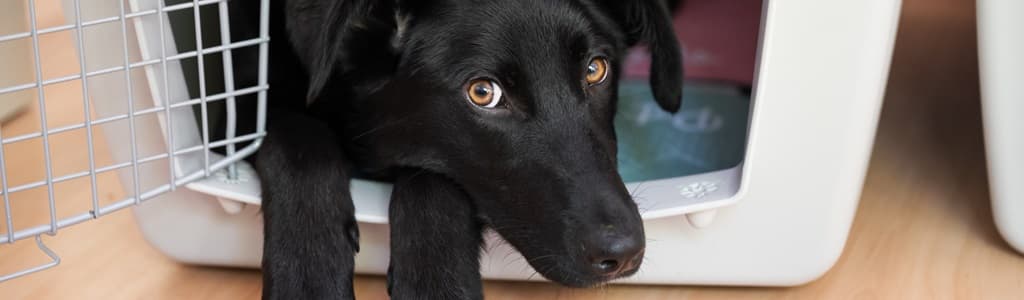 Dog in crate prepared for travel