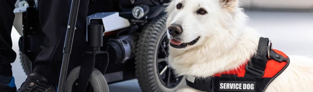 Flying with a service dog