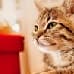 Holiday pet travel