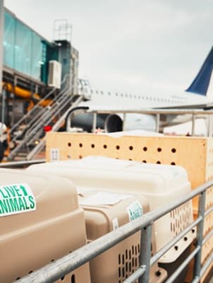 Pet transport by air cargo