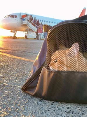Pet travel by air