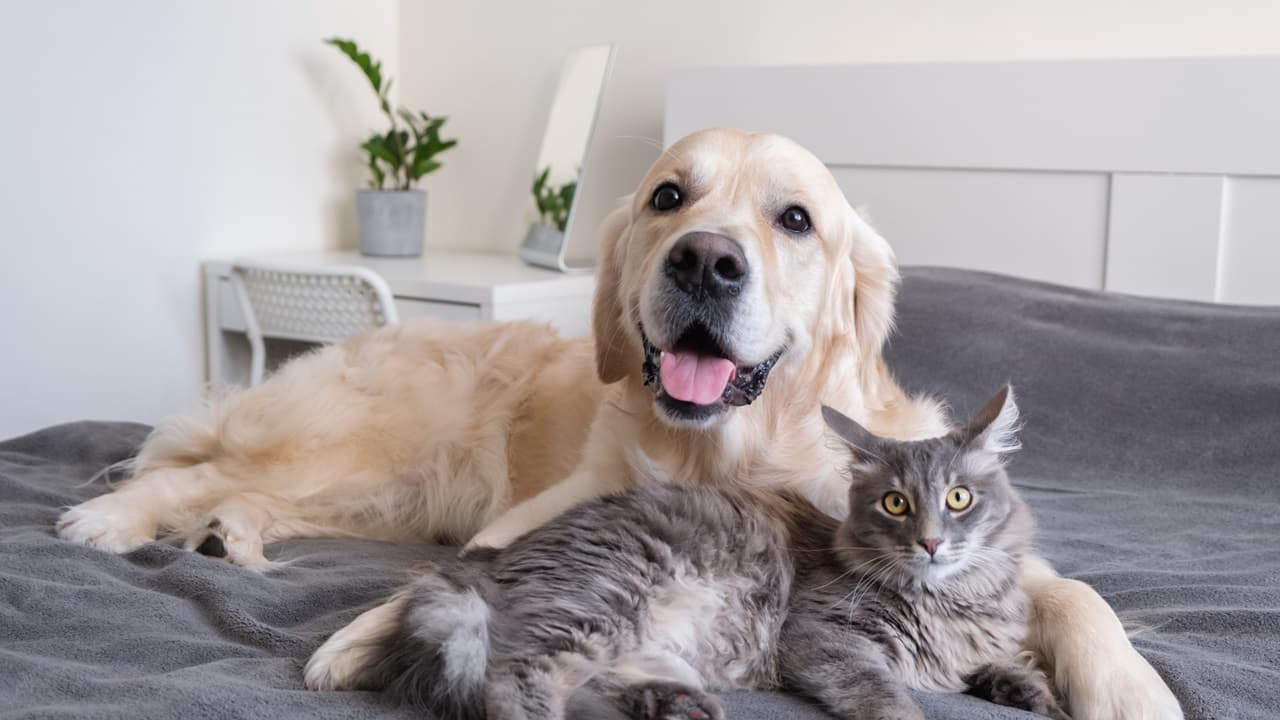 Pet travel dog and cat in pet friendly hotel