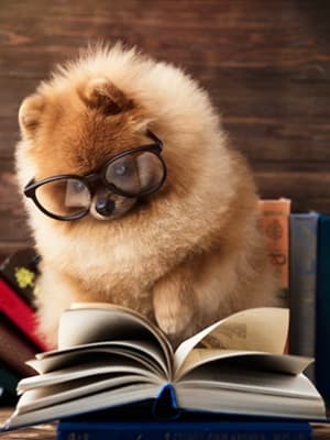 Articles on flying or driving with or without your pet