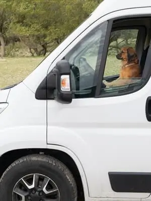 Pet transportation services domestic US and Canada