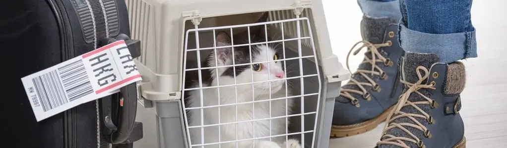airline pet policies cat in carrier