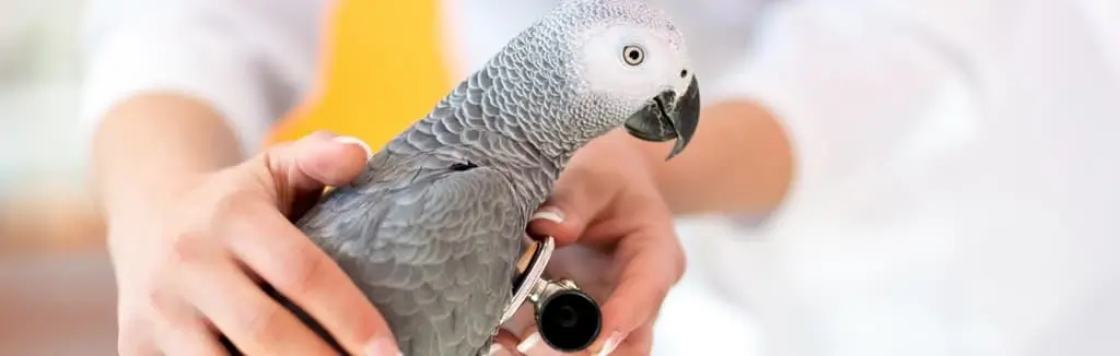African Grey Parrot is protected under CITES regulations