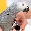 African Grey Parrots are protected under CITES regulations